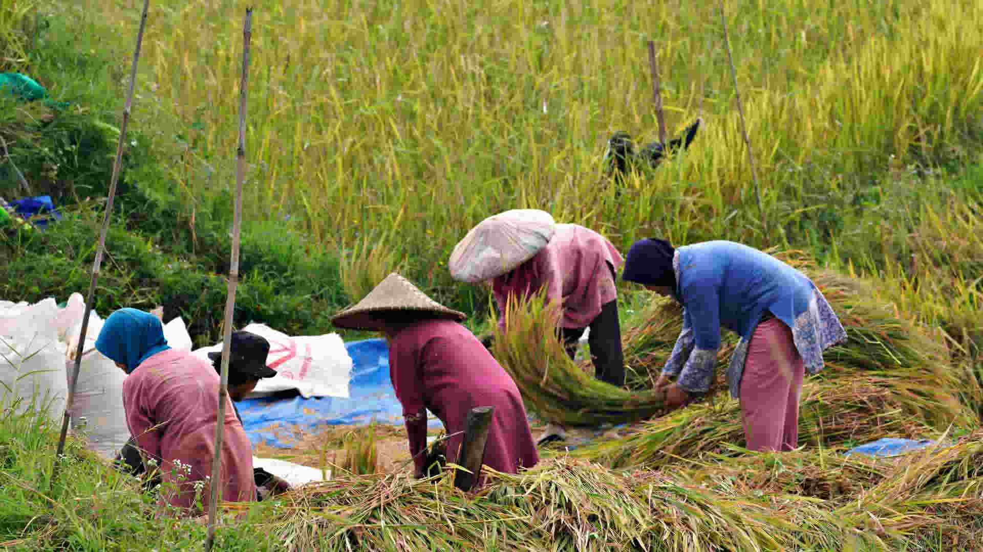 Produksi Padi Petani Belitung Semester Pertama 2023 Capai 323 Ton GKG ...